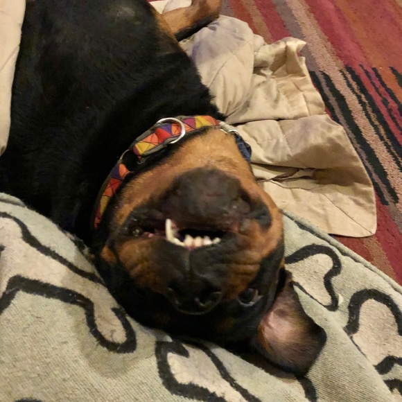 Proceeds go towards Charlotte’s vet bills. - Picture 7 of 7